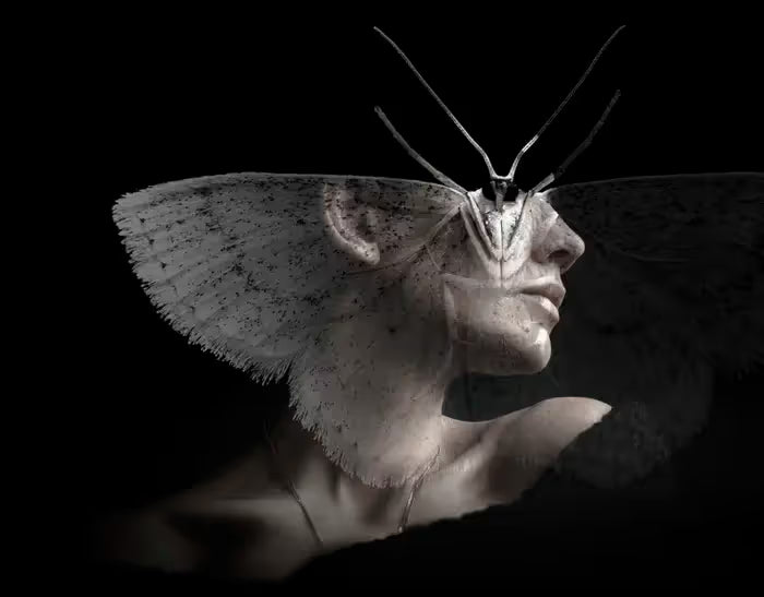 METAMORFOSIS DE UNA MARIPOSA DE LA NOCHE