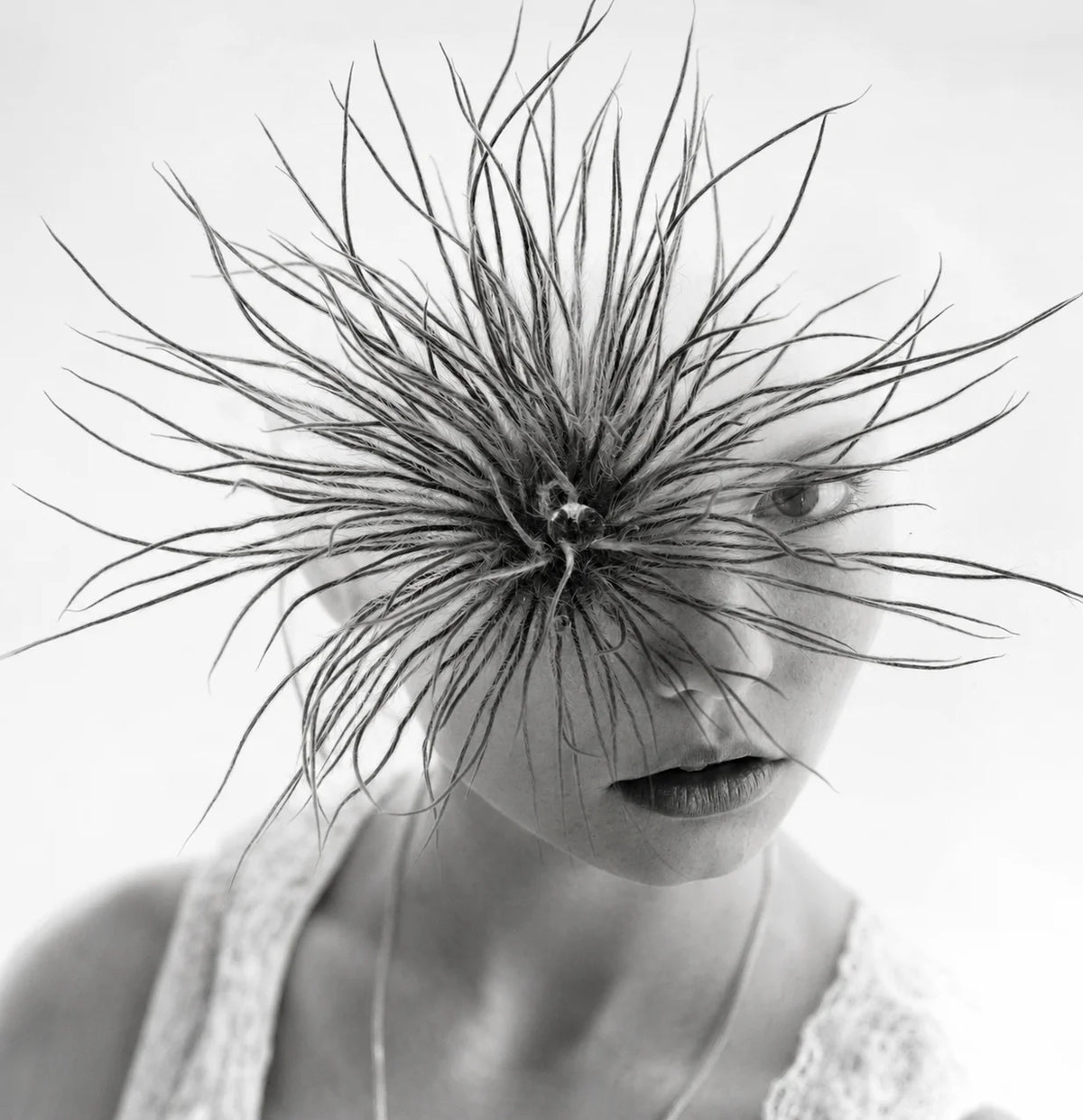DANDELION