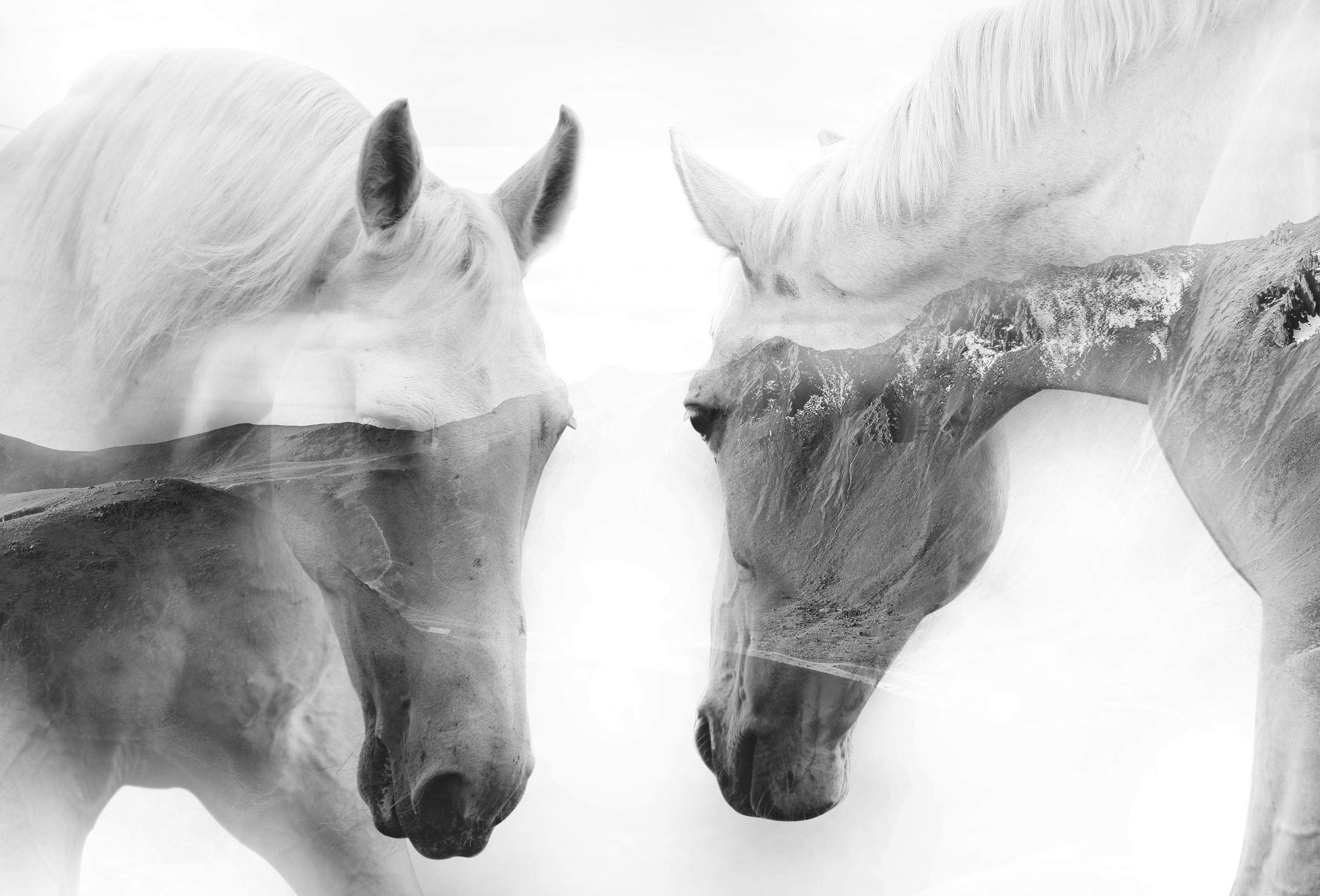 LES CHEVAUX BLANCS